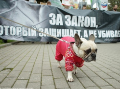 «Собачий вопрос»: Госдума готовит закон об ответственном обращении с животными