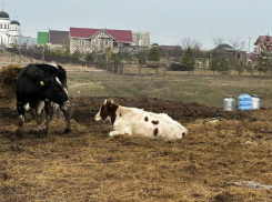 Незаконными предпринимателями могут признать организаторов кровавых рек под Воронежем