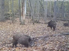Купалка для стаи осенних кабанчиков попала на видео в Воронеже