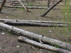 Плачевно-ужасающее состояние Северного леса наглядно показали в Воронеже