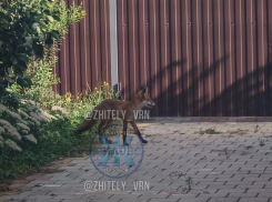 Рыжую бестию встретили воронежцы