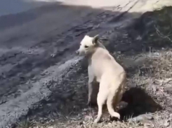 Душещипательная история со счастливым концом случилась в Воронеже