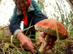 Как собирать грибы, чтобы не отравиться ими, - рассказал воронежский грибник