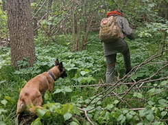Искали 6 дней: пропавшую пенсионерку с деменцией нашли мертвой в воронежском лесу