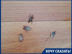 Наши дети лечатся по соседству с тараканами, - жительница Воронежа