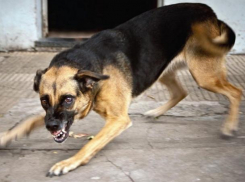В воронежской Отрожке стая диких собак нападает на людей