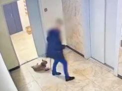 Нужно спасать: грубое обращение с собакой попало на видео в Воронеже