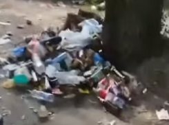 Появилось видео страшного свинарника в одном из дворов центра Воронежа