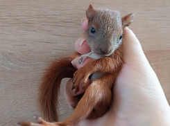 Настоящий «белкопад» произошел в Воронеже