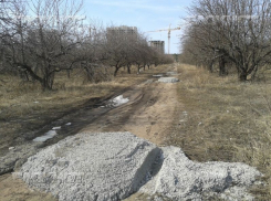 В Воронеже продлили срок подачи заявок на аренду земли около яблоневого сада