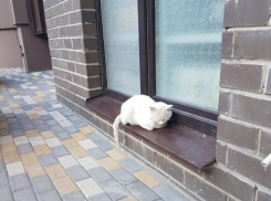 Воронежец проехался по спящему коту на машине и попал на фото