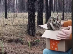 Ушастая пленница вырвалась на свободу в Воронеже