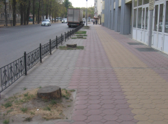 Администрация Кстенина не поливает деревья, потому что все деньги уходят на вырубку и кронирование 
