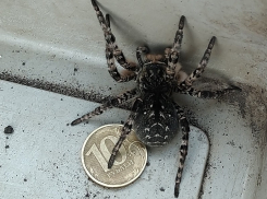 Огромные жирные пауки массово атакуют жилища воронежцев