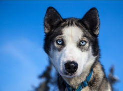 Воронежец украл собаку «Хаски» своей бывшей девушки
