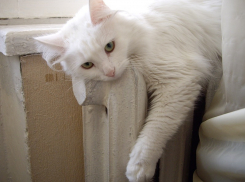 Отопление в Воронеже: подключено 78,3% домов