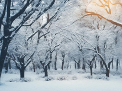 Зима-холода: что угрожает саду и стоит ли волноваться