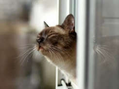 Статус холодной погоды поддержит северный ветер в Воронеже  