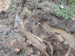 «Шок»: деревьям предсказали печальную участь после ремонта тротуара в Воронеже 