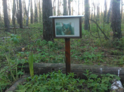 Воронежцы просят власти организовать в городе кладбище домашних животных