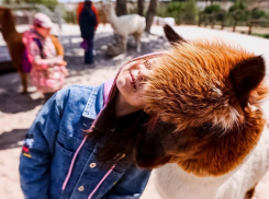 Воспитанникам воронежского интерната подарили незабываемое знакомство с милыми альпаками