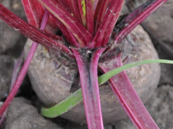 Свекла Бона: сладкие корнеплоды для борща, а ботва – в салаты