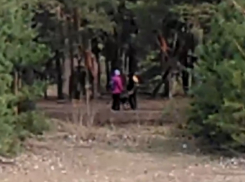 В Воронеже могут запретить выгул собак на братской могиле