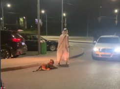 Странную прогулку «шейха» с тигром сняли в Воронеже