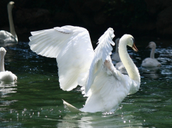 В Воронеже лебедь Иван трагически погиб из-за расставания с возлюбленной
