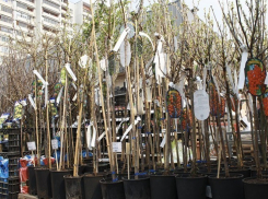 Воронежцы рискуют купить некачественные саженцы