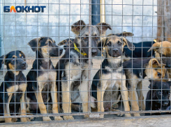 Жителям Воронежской области предложили приютить бездомных собак 