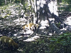 В Воронежском заповеднике имени Пескова сосна объединила вокруг себя почти всех лесных обитателей