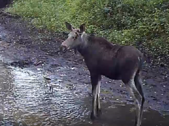 Забавы молодого лося сняли на видео в воронежском заповеднике 
