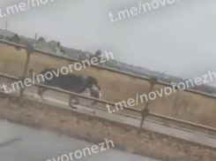 Утащила на глазах: погоня на машине за украденной уткой попала на видео в Нововоронеже