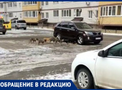 «Я иду с коляской, а они кидаются», – жительница Воронежа рассказала, как жители ЖК страдают от собачьего террора