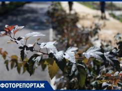 Тотальное озеленение: как идет высадка 90 тыс растений на Петровской набережной Воронежа