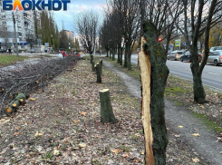 Увы: второй ряд рябиновой аллеи тоже не переживет проект западного дублера Московского проспекта 