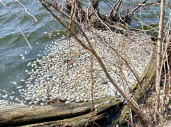 Воронежцы сообщили о массовой гибели рыб в одном из хуторов региона 