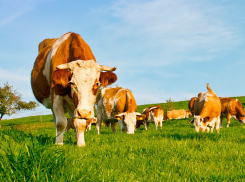 В Воронежской области обнаружены сильные антибиотики в молоке с двух ферм