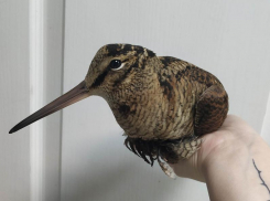 Самую благородную птицу по версии Даля спасли в Воронеже