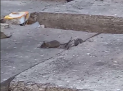 Нашествие крыс напугало жителей Воронежа