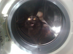 Восьмой участник конкурса Я и мой любимец Марина Щербакова и ее кот Рикс (ФОТО-ИСТОРИЯ)