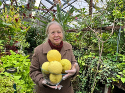 Лимоны колоссальных размеров вырастила агроном в Ботаническом саду Воронежа
