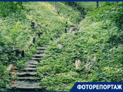 Водная гладь, Белая гора и дуб, который застал Пушкина: как построить маршрут эко-тропы за 0 рублей по окрестностям Воронежа  
