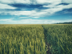 Подорожник -  обычная трава или лечебное растение