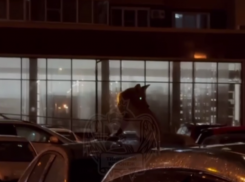 Ушастая озорница “захватила” автомобиль в Воронеже