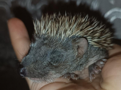 Ежа-свистелку обнаружили в Воронеже