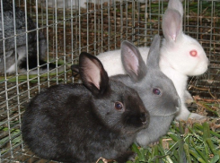 В Воронеже кроликов продавали без ветеринарных документов