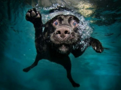 Финальное голосование конкурса Я и мой любимец закончилось!