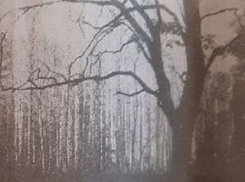 Что представлял из себя зеленый пояс Воронежской области в начале 90-х годов